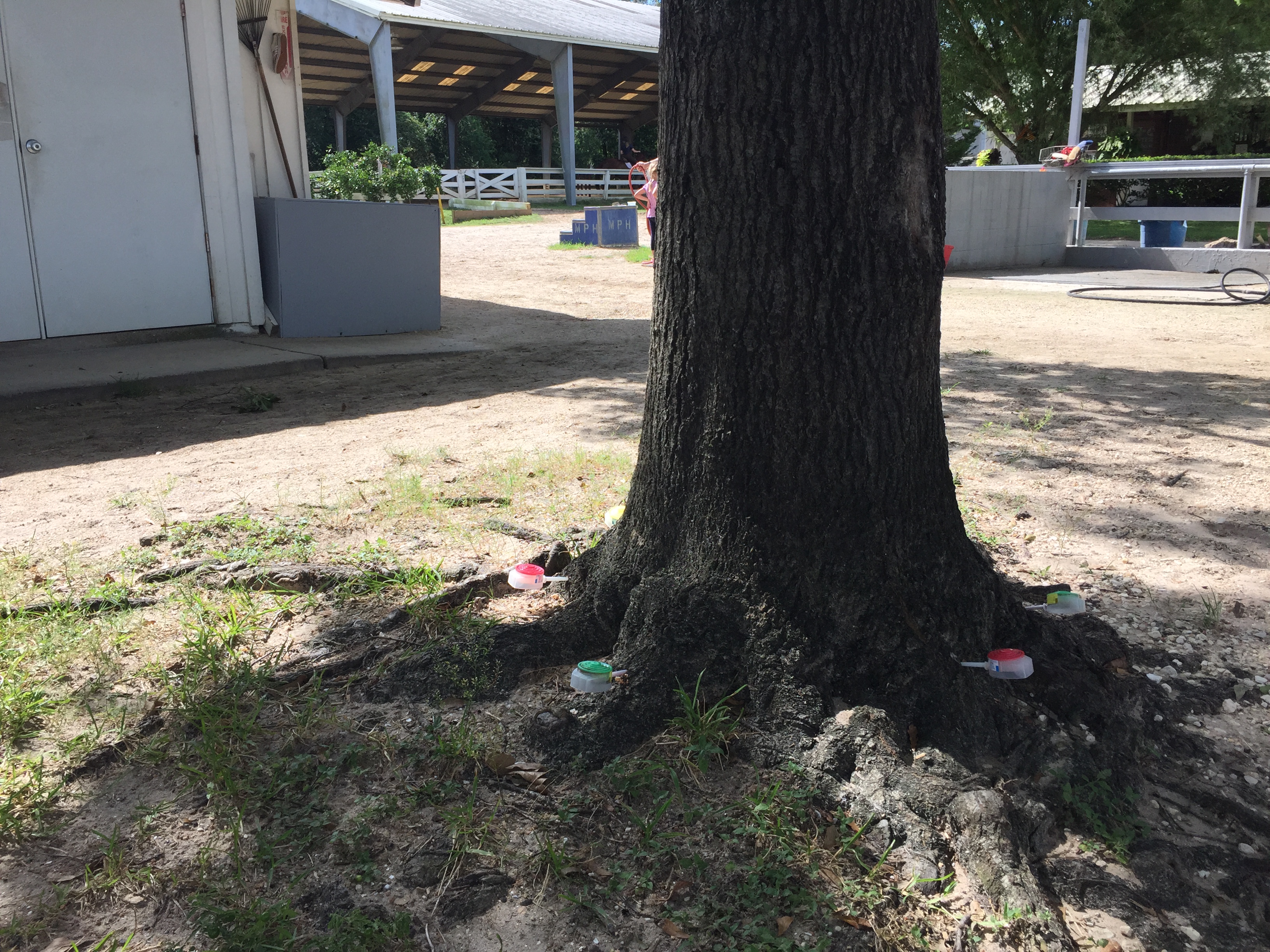 Tree injections from Tree Doctor Roy Rivers